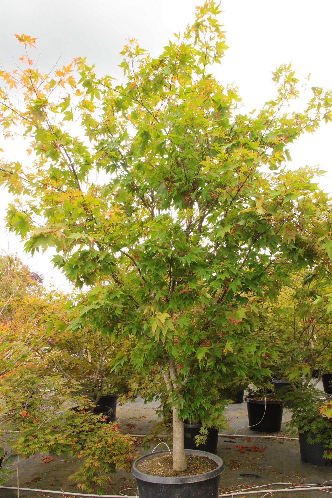 Acer Palmatum 'osakazuki' - View 3 from www redcrocus com