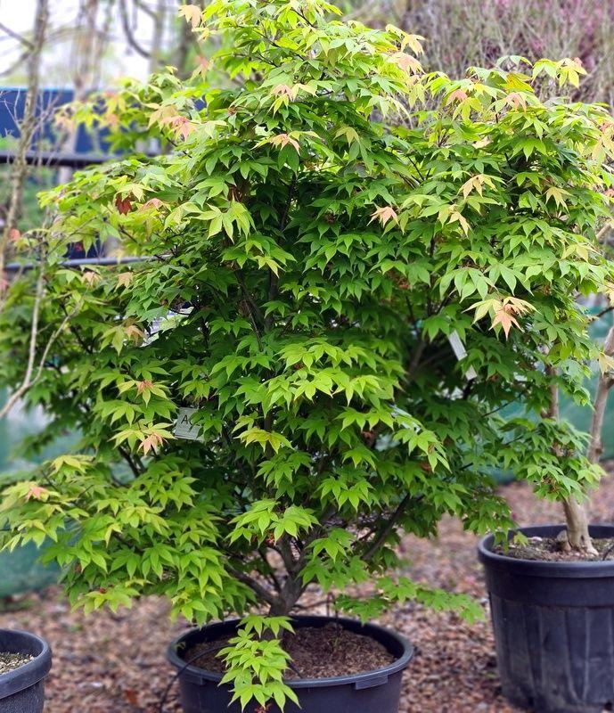 Acer Palmatum 'osakazuki' - View 5 from www redcrocus com
