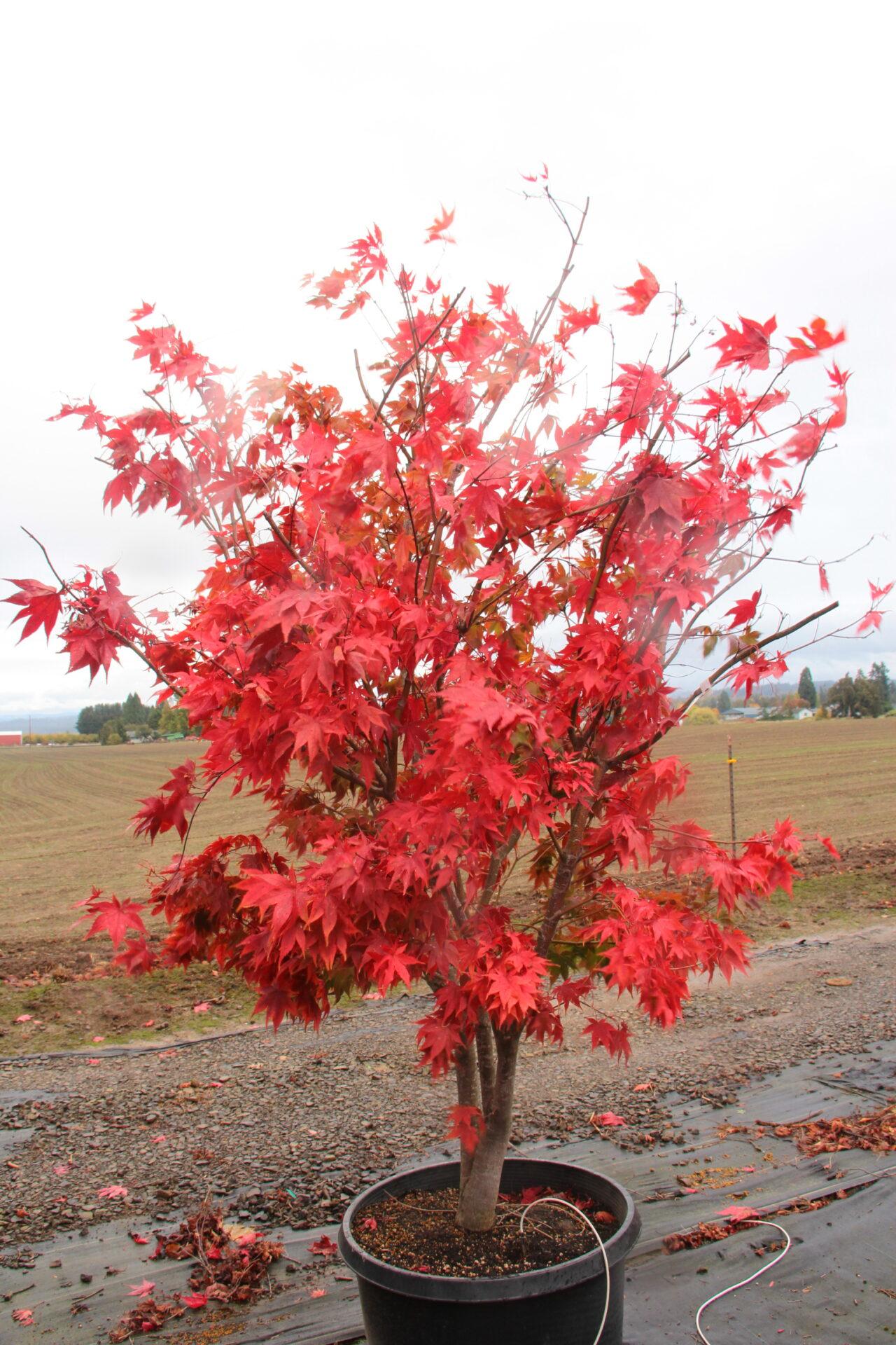 Acer Palmatum 'osakazuki' - View 6 from www redcrocus com