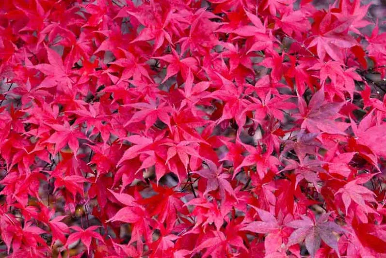 Acer Palmatum 'osakazuki' - View 7 from www redcrocus com