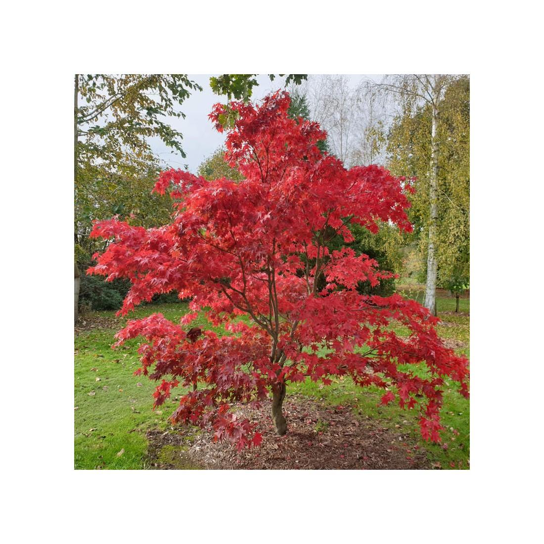 Acer Palmatum 'osakazuki' - View 8 from www redcrocus com