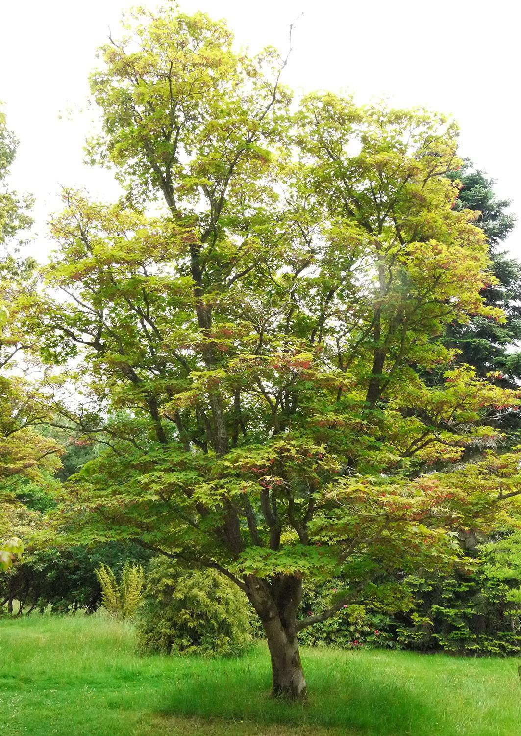 Acer Palmatum 'osakazuki' - View 9 from www redcrocus com