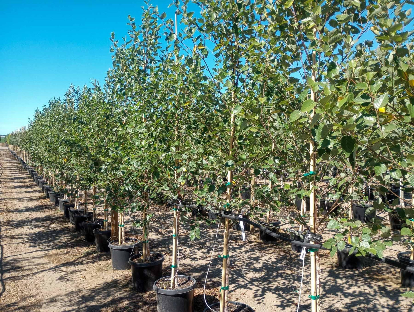 Betula Nigra 'city Slicker' Multi Stem - View 10 from www redcrocus com