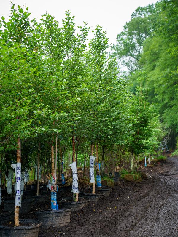 Betula Nigra 'city Slicker' Multi Stem - View 11 from www redcrocus com