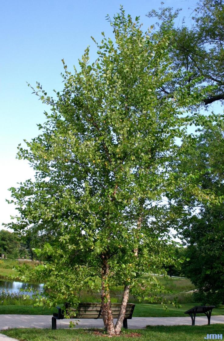 Betula Nigra 'city Slicker' Multi Stem - View 20 from www redcrocus com