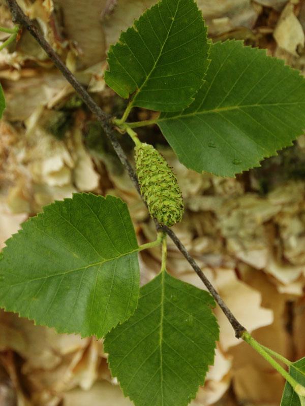 Betula Nigra 'city Slicker' Multi Stem - View 21 from www redcrocus com