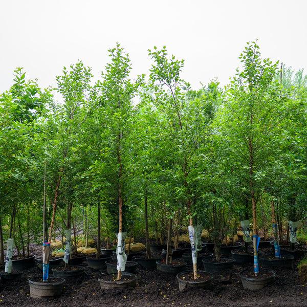 Betula Nigra 'city Slicker' Multi Stem - View 22 from www redcrocus com