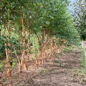 Betula Nigra 'city Slicker' Multi Stem - View 23 from www redcrocus com