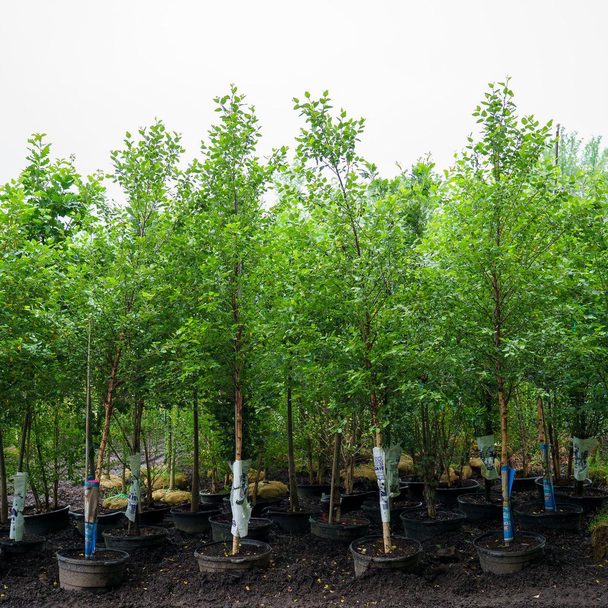 Betula Nigra 'city Slicker' Multi Stem - View 27 from www redcrocus com