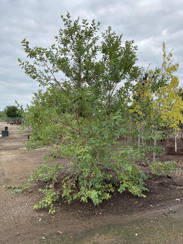 Betula Nigra 'city Slicker' Multi Stem - View 2 from www redcrocus com