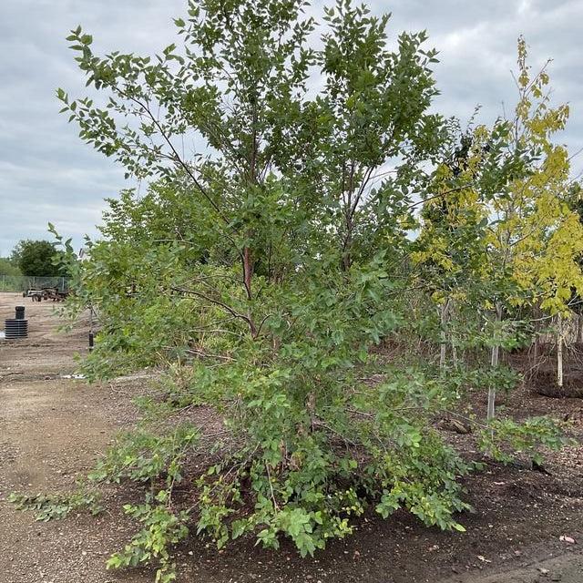 Betula Nigra 'city Slicker' Multi Stem - View 3 from www redcrocus com