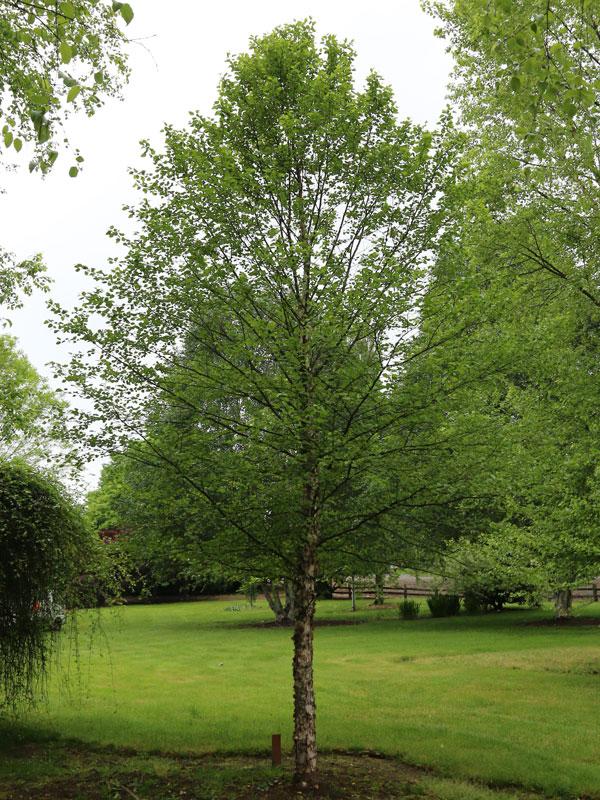 Betula Nigra 'city Slicker' Multi Stem - View 6 from www redcrocus com
