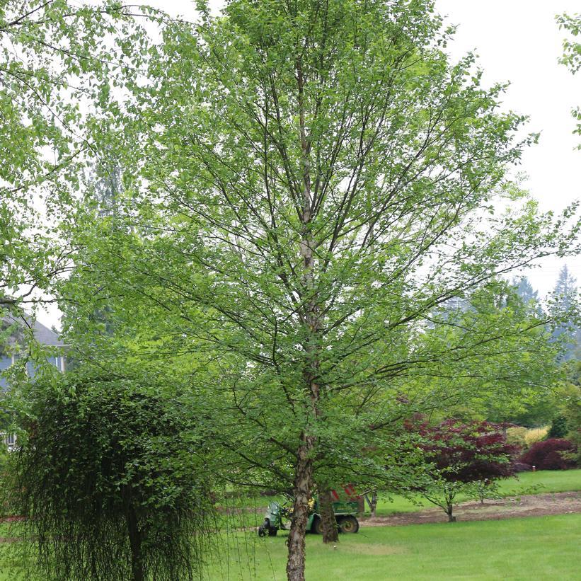 Betula Nigra 'city Slicker' Multi Stem - View 7 from www redcrocus com