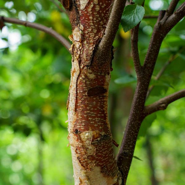 Betula Nigra 'city Slicker' Multi Stem - View 9 from www redcrocus com
