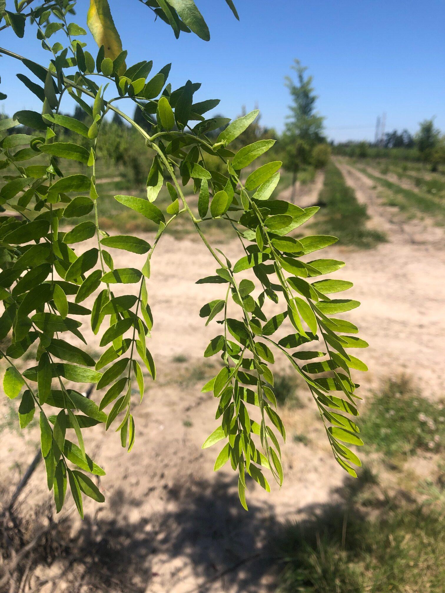 Gleditsia Triacanthos Shademaster - View 12 from www redcrocus com