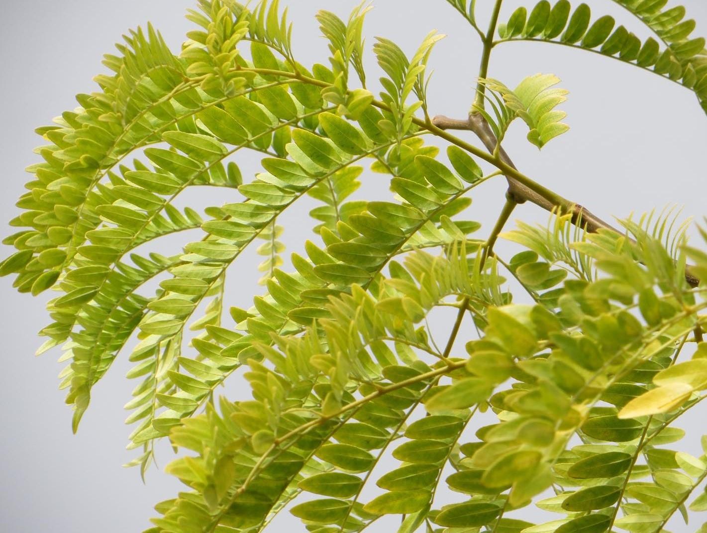 Gleditsia Triacanthos Shademaster - View 13 from www redcrocus com