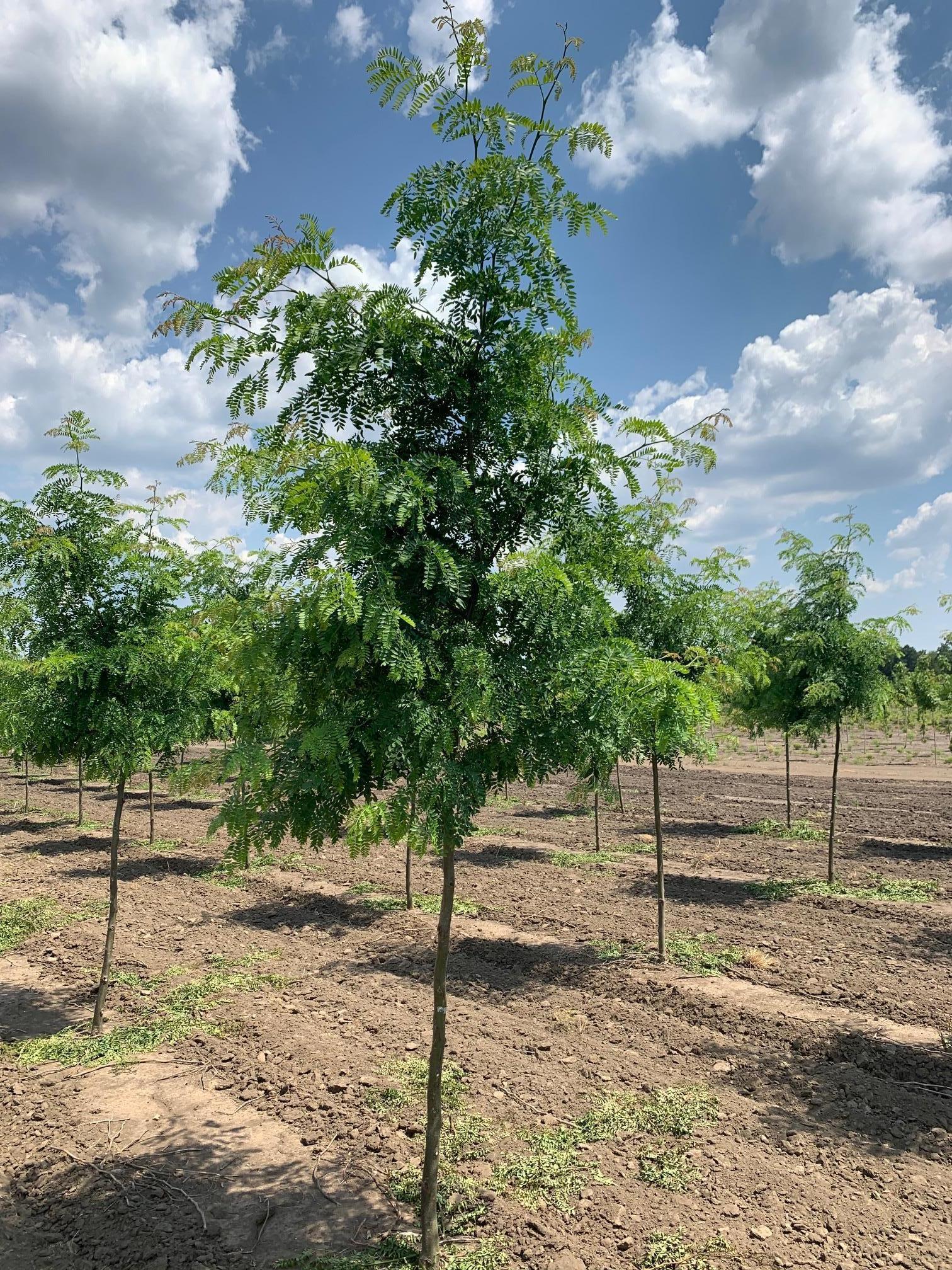 Gleditsia Triacanthos Shademaster - View 14 from www redcrocus com
