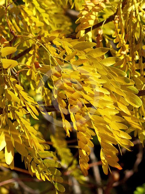 Gleditsia Triacanthos Shademaster - View 15 from www redcrocus com