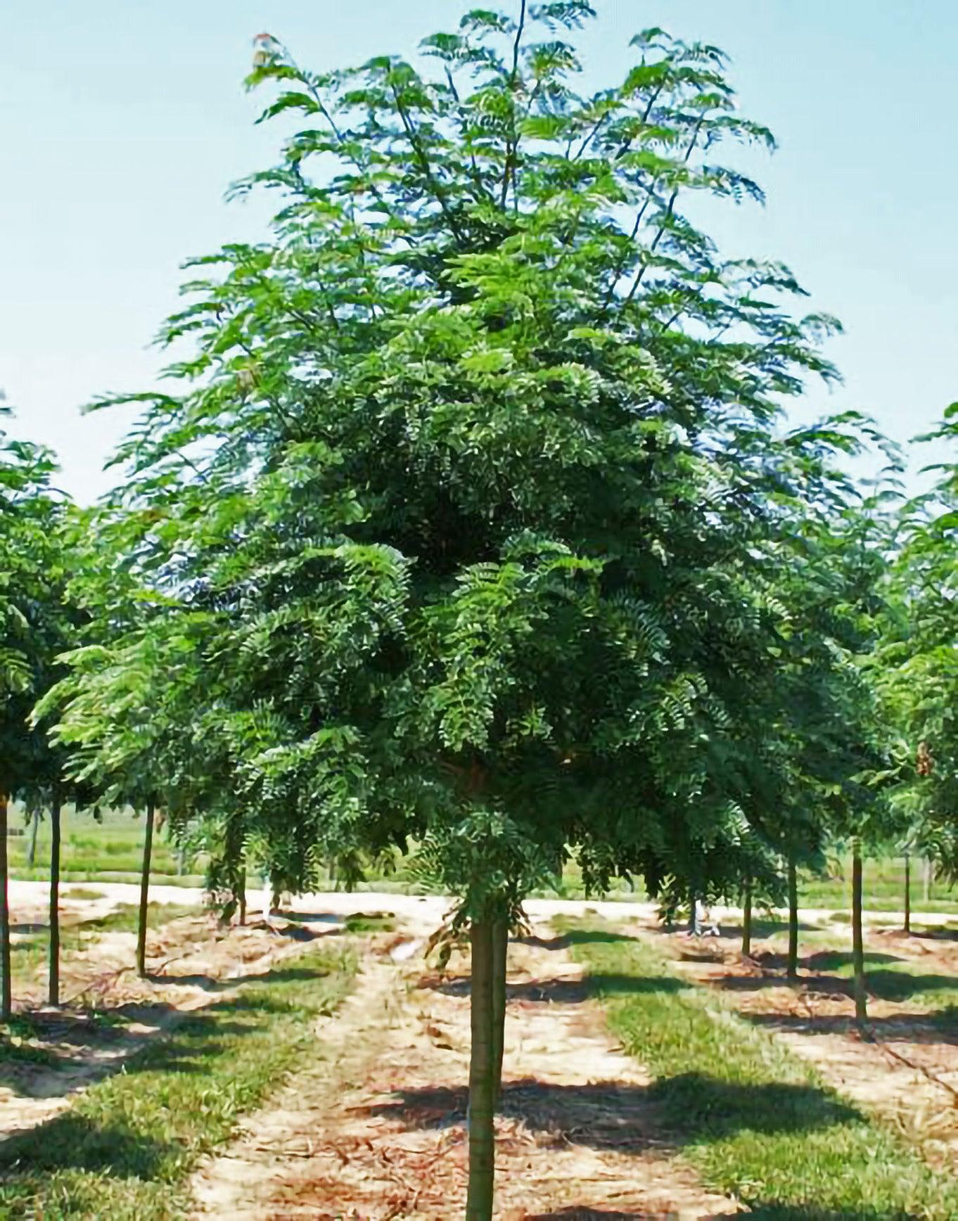 Gleditsia Triacanthos Shademaster - View 17 from www redcrocus com