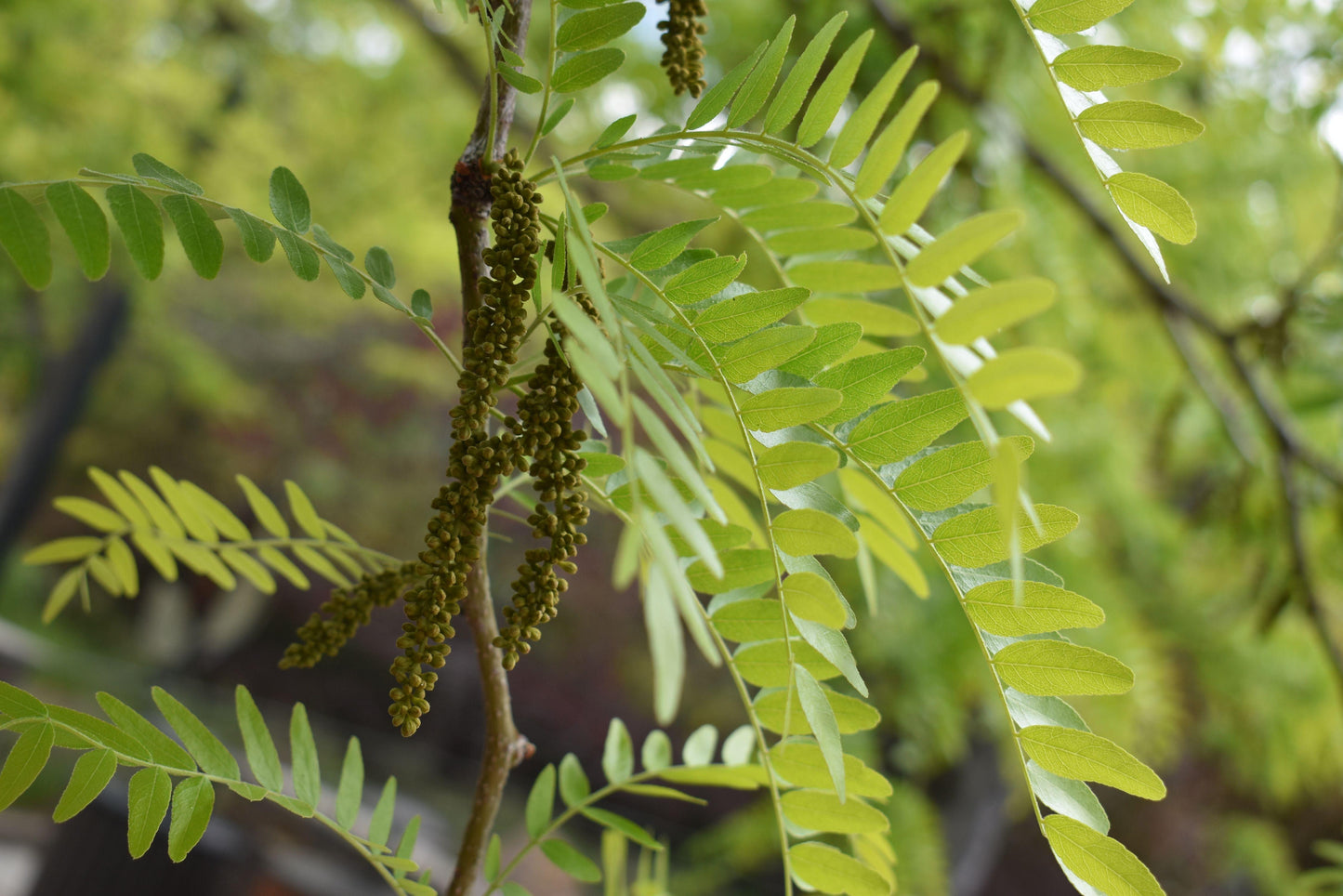 Gleditsia Triacanthos Shademaster - View 2 from www redcrocus com