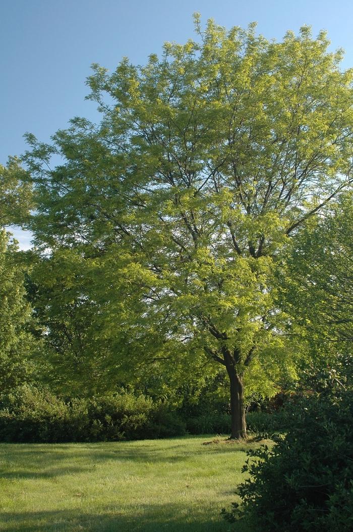 Gleditsia Triacanthos Shademaster - View 6 from www redcrocus com