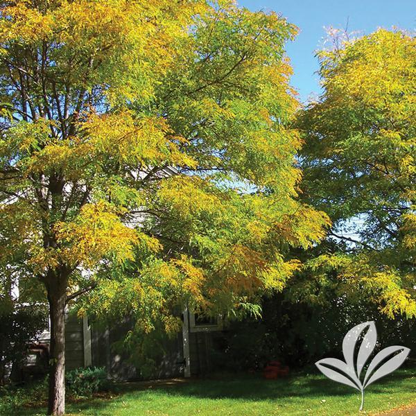 Gleditsia Triacanthos Shademaster - View 9 from www redcrocus com