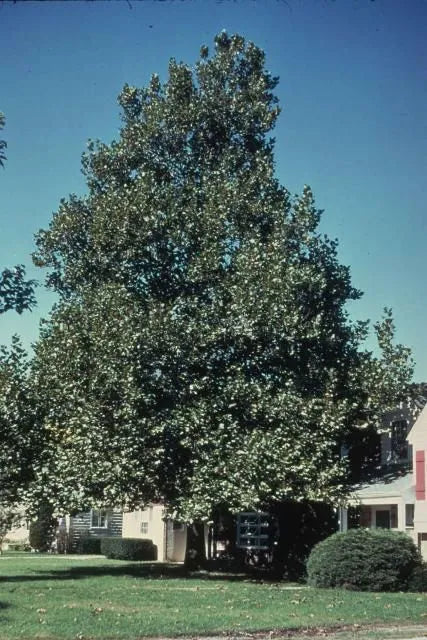 Platanus Acerifolia Bloodgood - View 17 from www redcrocus com