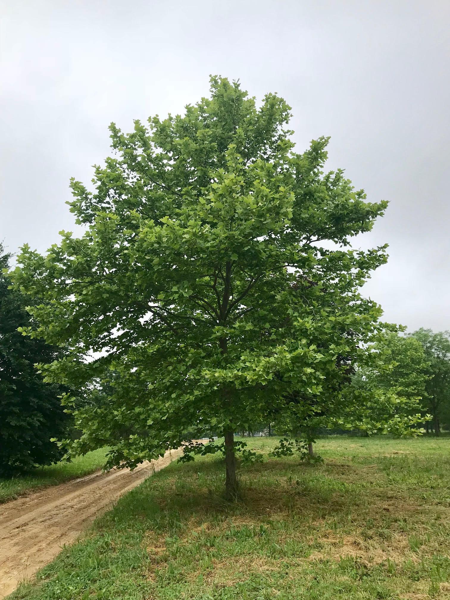 Platanus Acerifolia Bloodgood - View 18 from www redcrocus com