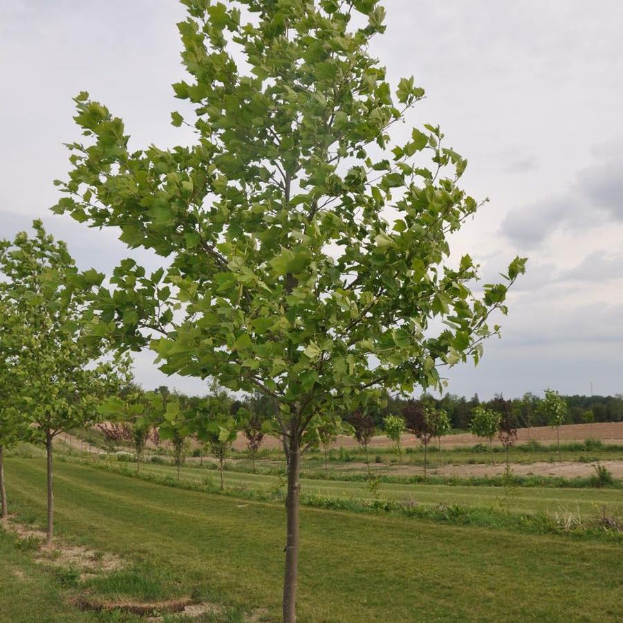 Platanus Acerifolia Bloodgood - View 19 from www redcrocus com