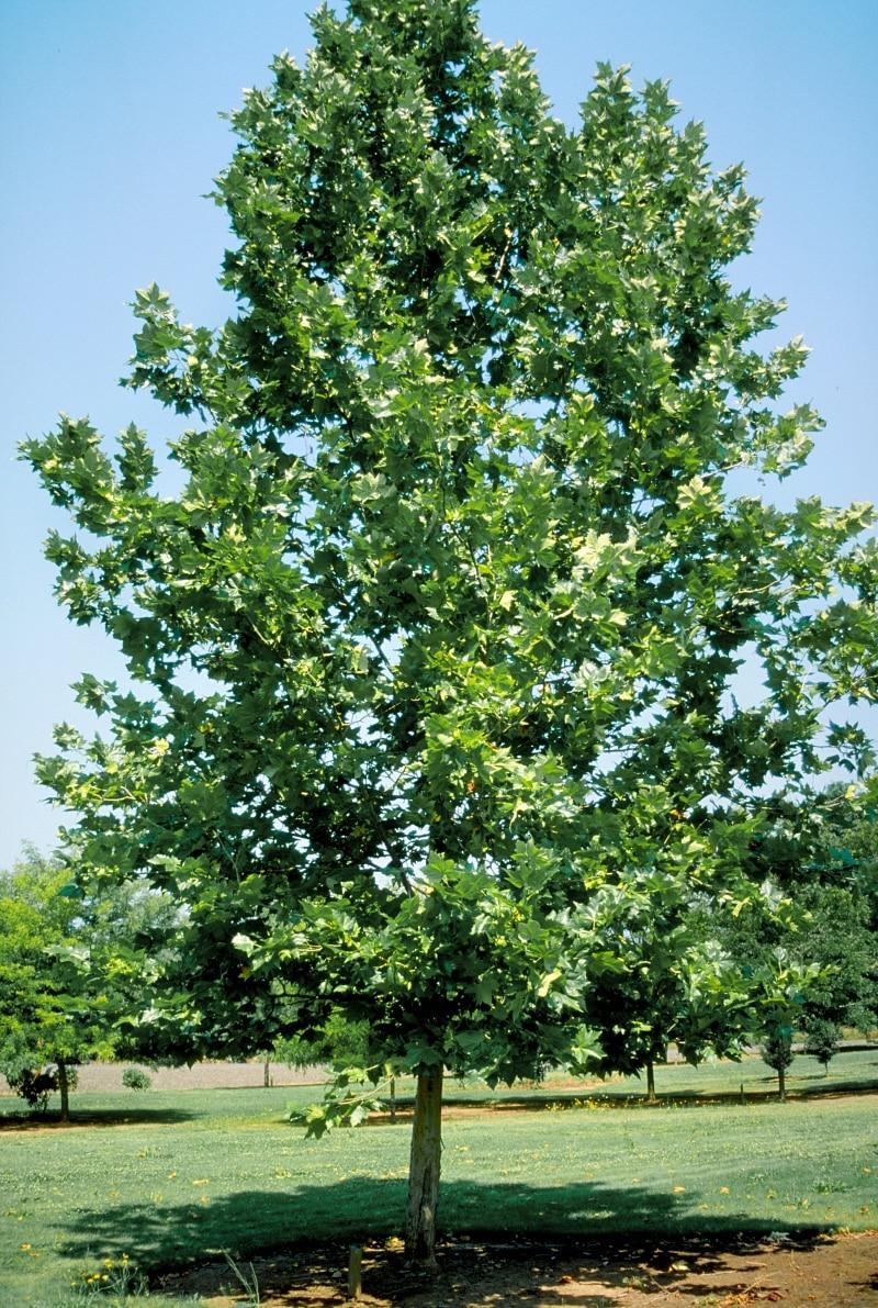 Platanus Acerifolia Bloodgood - View 2 from www redcrocus com