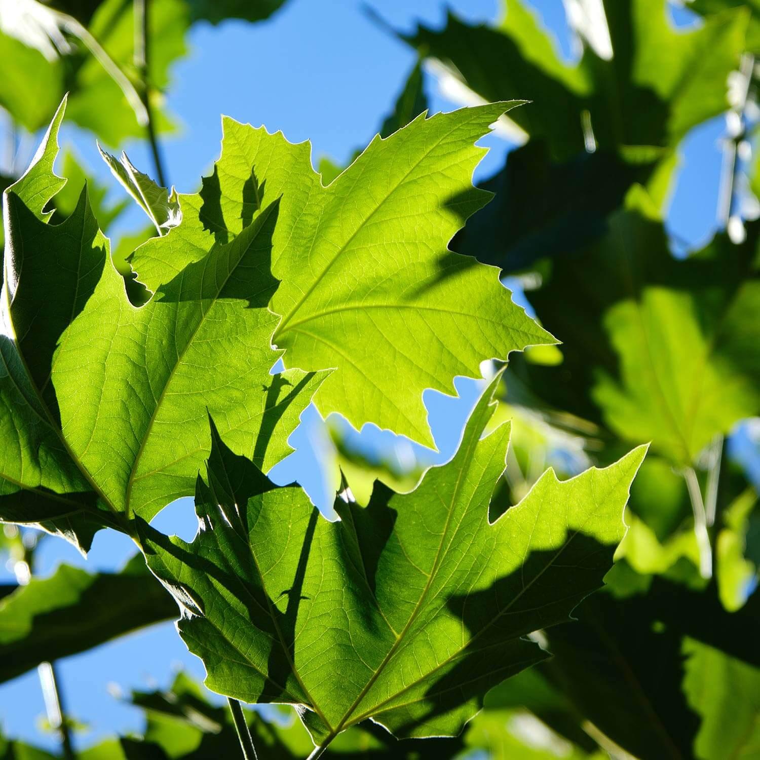 Platanus Acerifolia Bloodgood - View 4 from www redcrocus com