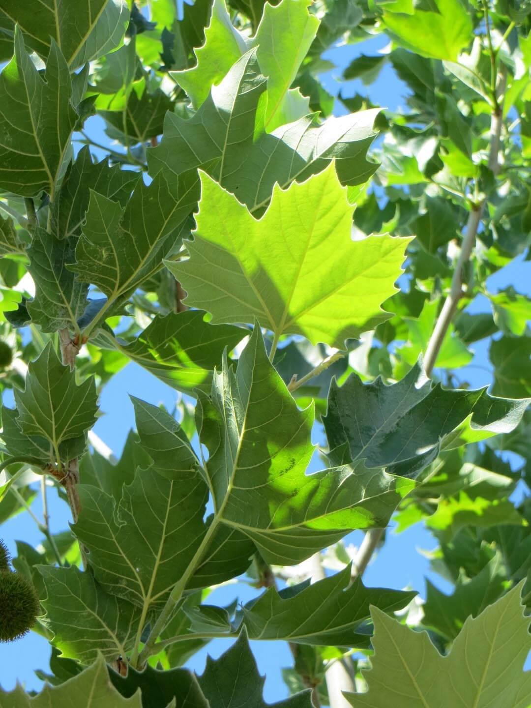 Platanus Acerifolia Bloodgood - View 5 from www redcrocus com