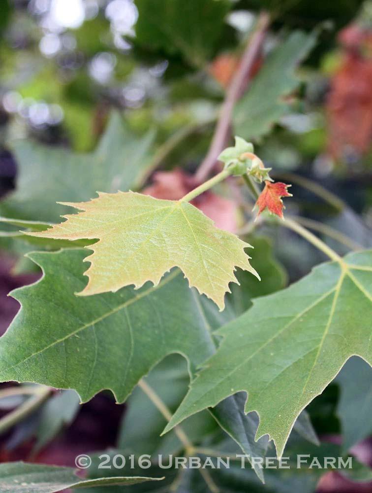 Platanus Acerifolia Bloodgood - View 8 from www redcrocus com