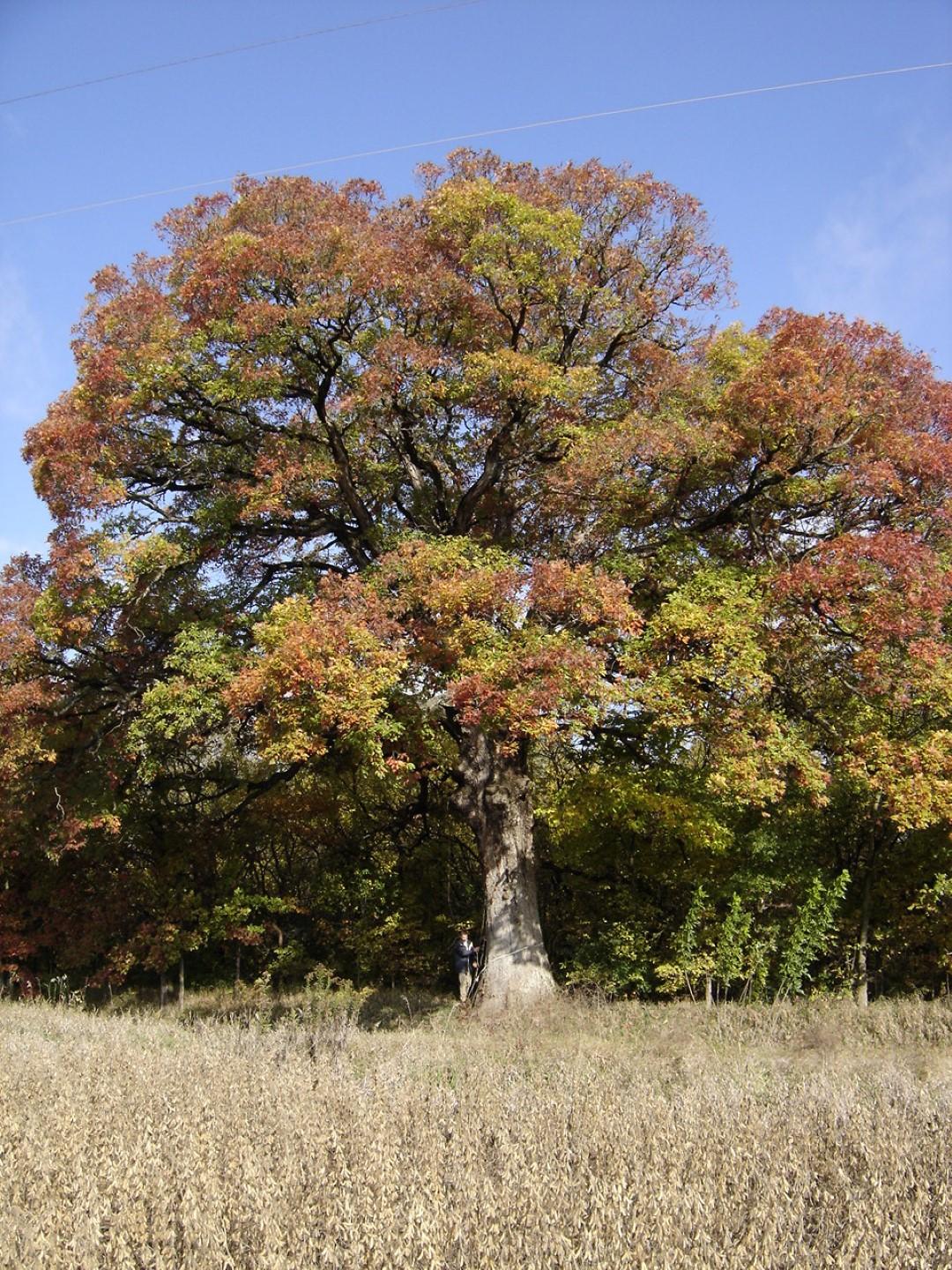 Quercus Alba - View 12 from www redcrocus com