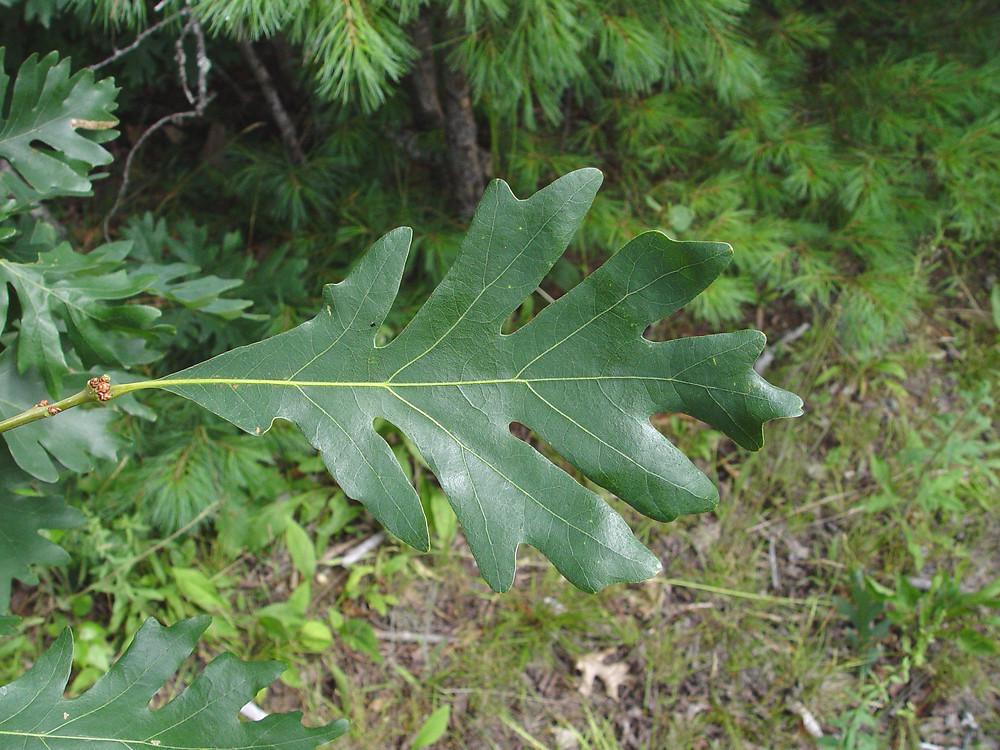 Quercus Alba - View 13 from www redcrocus com