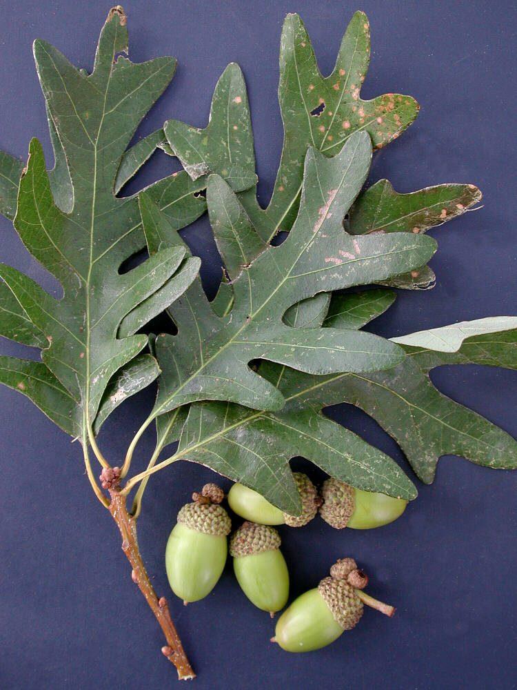 Quercus Alba - View 5 from www redcrocus com