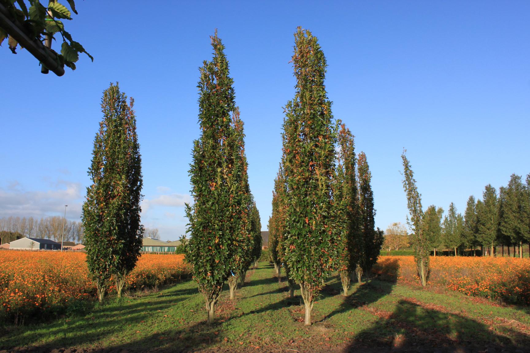 Quercus Palustris Green Pillar - View 1 from www redcrocus com