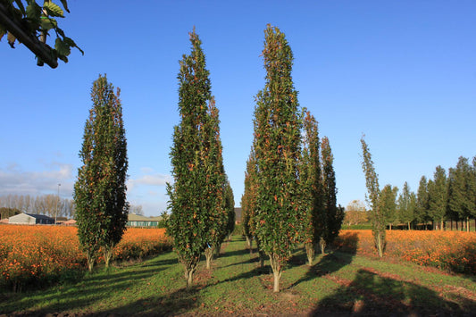 Quercus Palustris Green Pillar - View 1 from www redcrocus com