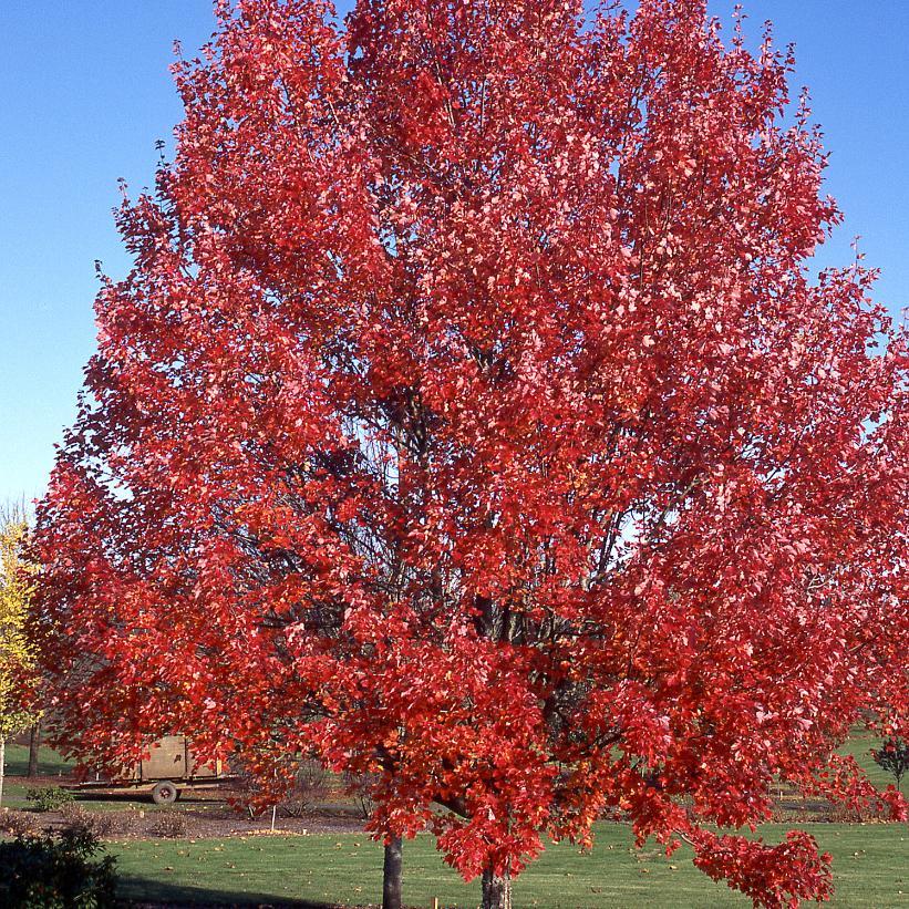 Acer Rubrum October Glory - View 10 from www redcrocus com