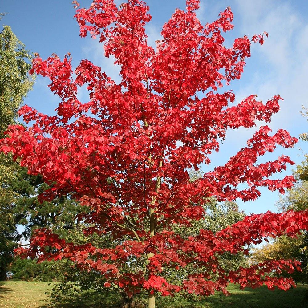Acer Rubrum October Glory - View 15 from www redcrocus com