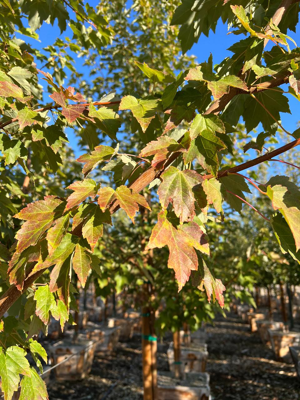 Acer Rubrum October Glory - View 18 from www redcrocus com