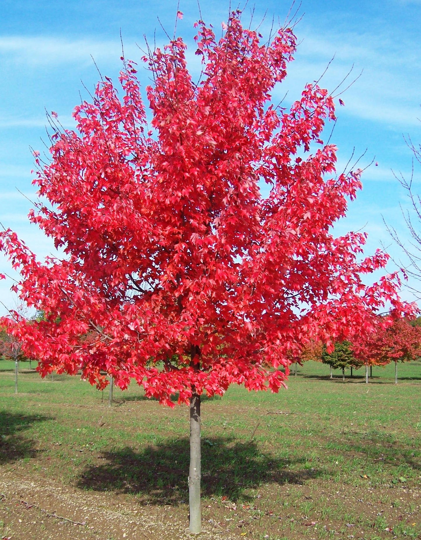Acer Rubrum October Glory - View 1 from www redcrocus com