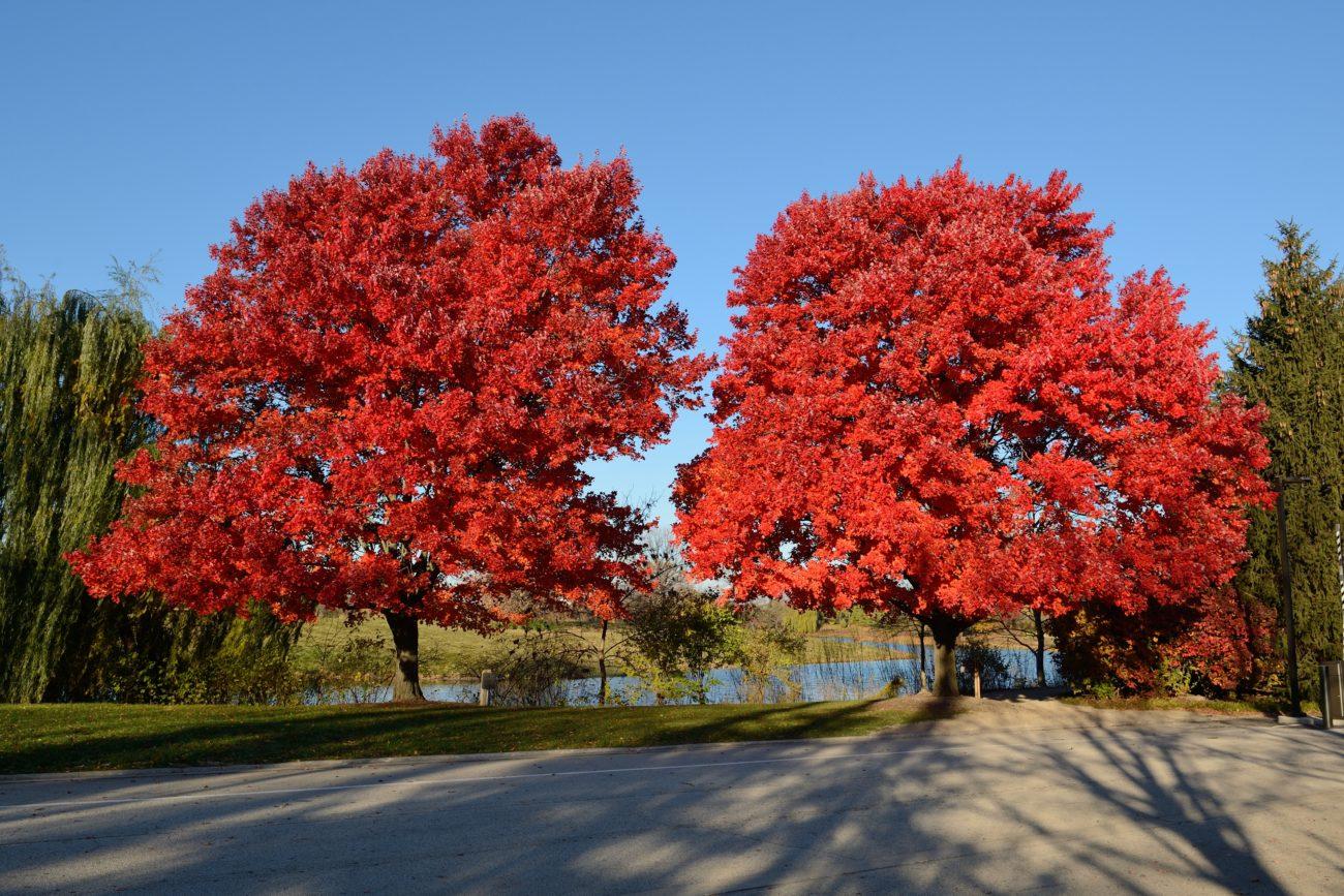 Acer Rubrum October Glory - View 2 from www redcrocus com