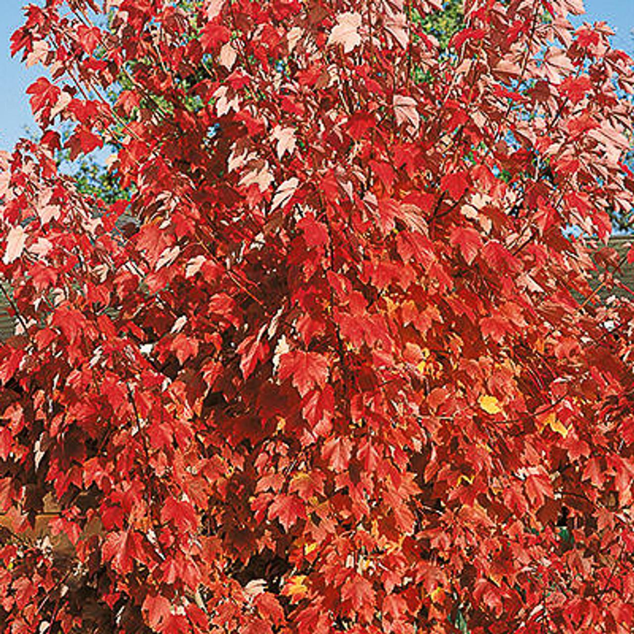 Acer Rubrum October Glory - View 7 from www redcrocus com