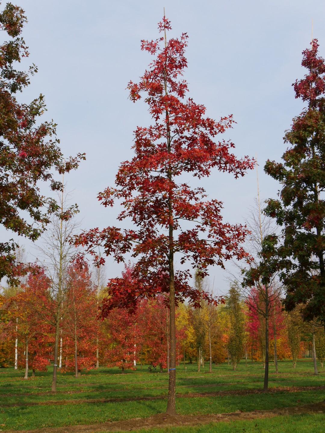Quercus Rubra - View 16 from www redcrocus com