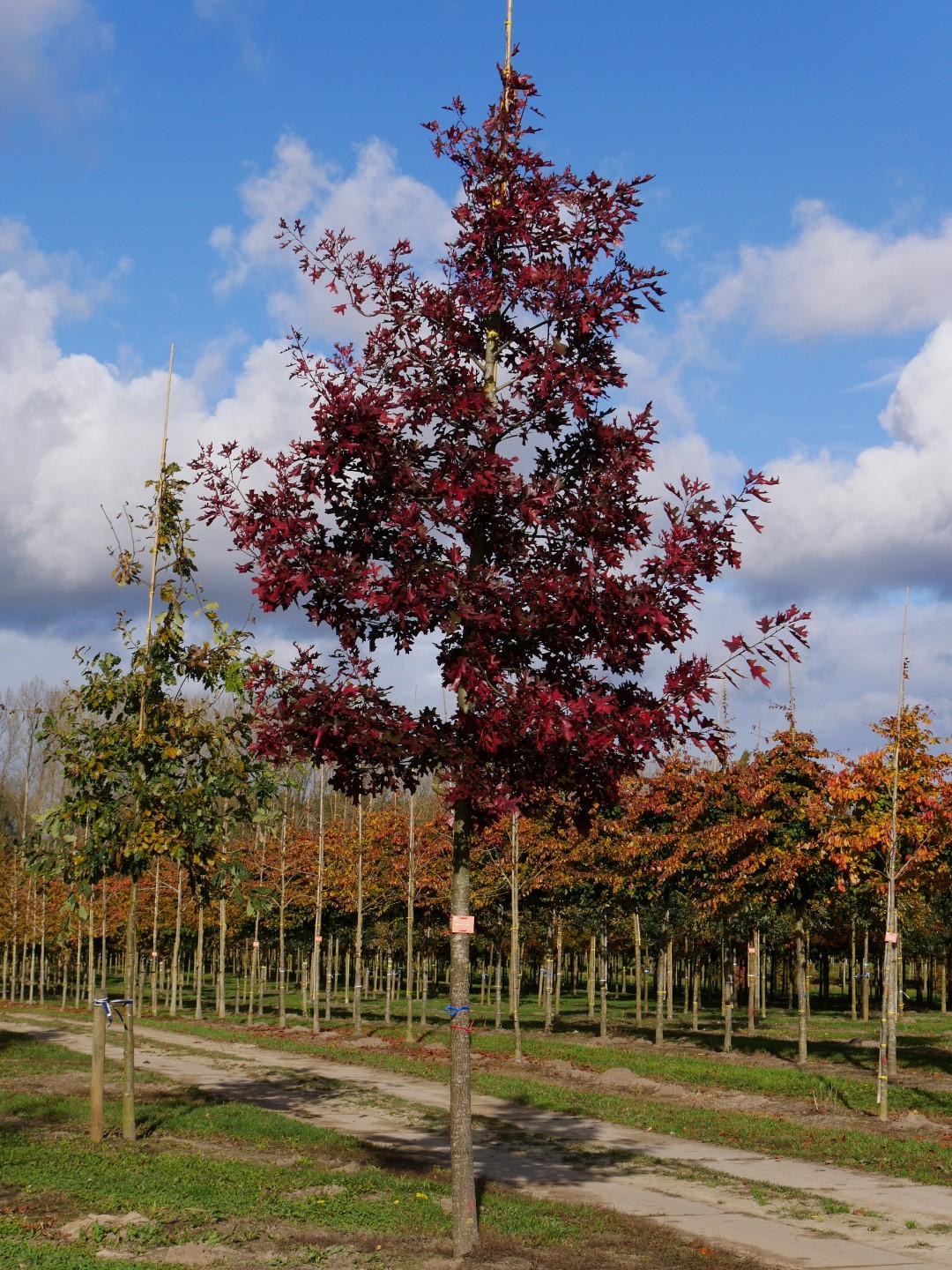 Quercus Rubra - View 18 from www redcrocus com