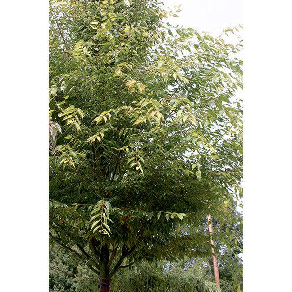 Zelkova Serrata Green Vase - View 15 from www redcrocus com