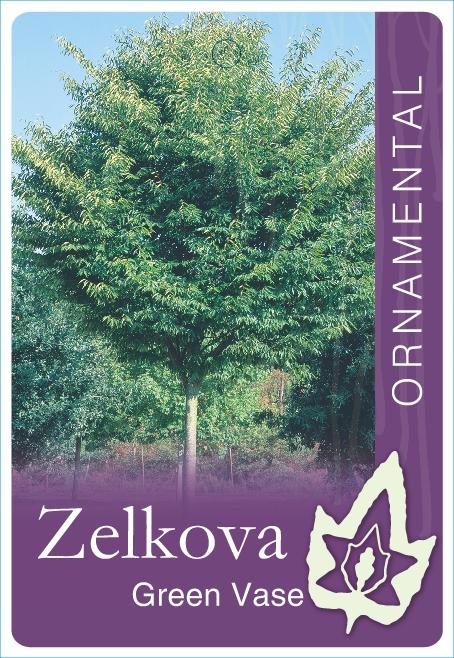 Zelkova Serrata Green Vase - View 18 from www redcrocus com