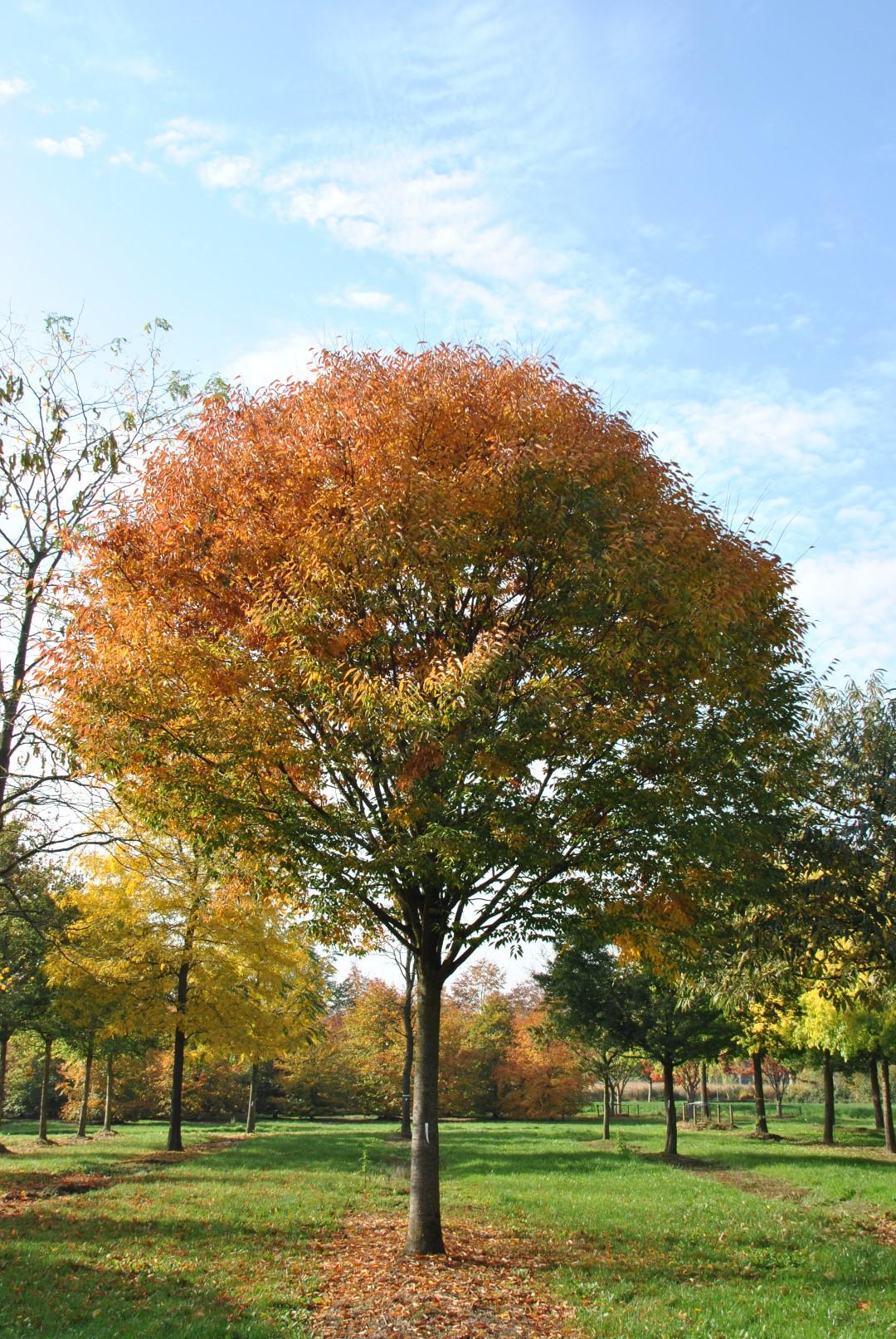 Zelkova Serrata Green Vase - View 2 from www redcrocus com