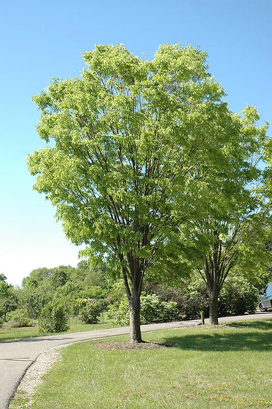 Zelkova Serrata Green Vase - View 3 from www redcrocus com